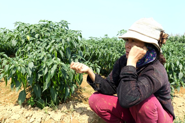 Nông dân đứng ngồi không yên vì ớt xuất khẩu rớt giá, đầu ra bấp bênh - 4 Nông dân đứng ngồi không yên vì ớt xuất khẩu rớt giá, đầu ra bấp bênh - 4