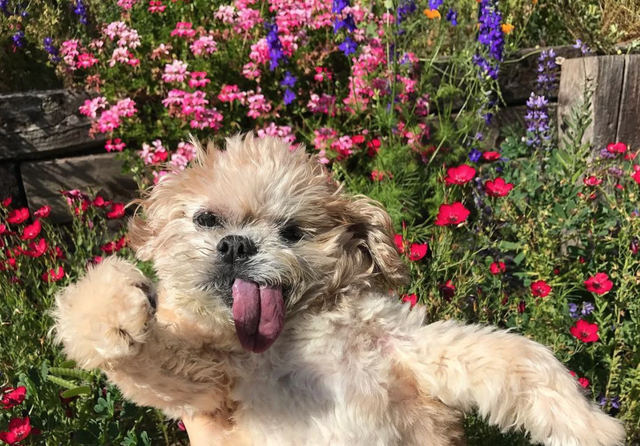 Chú chó nổi nhất Instagram qua đời - 1,8 triệu người hâm mộ 