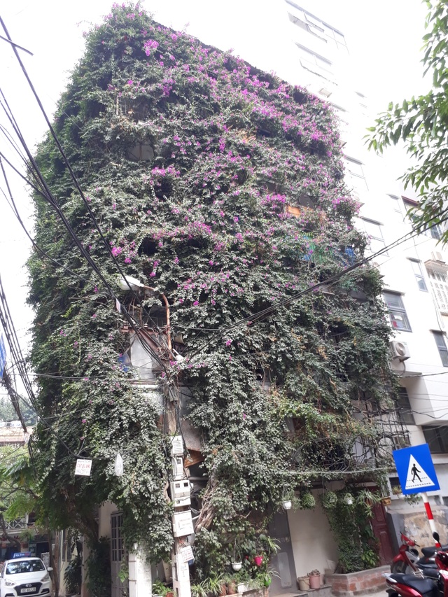 Nhà cây 5 tầng phủ kín hoa giấy ở Hà Nội, ai đi qua cũng dừng lại ngắm - 14