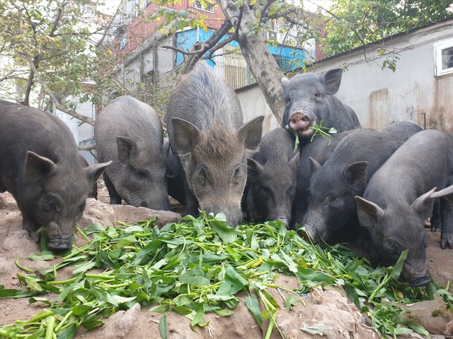 Ứng phó dịch Covid-19, dân Thủ đô rủ nhau nuôi lợn mán - 1 Ứng phó dịch Covid-19, dân Thủ đô rủ nhau nuôi lợn mán - 1