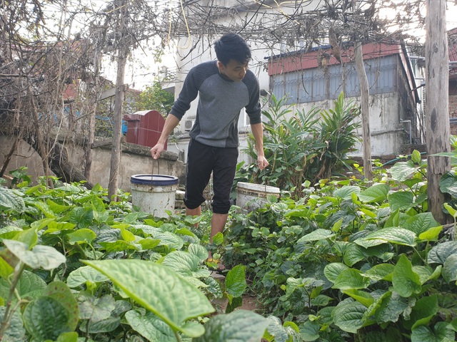 Ứng phó dịch Covid-19, dân Thủ đô rủ nhau nuôi lợn mán - 10 Ứng phó dịch Covid-19, dân Thủ đô rủ nhau nuôi lợn mán - 10