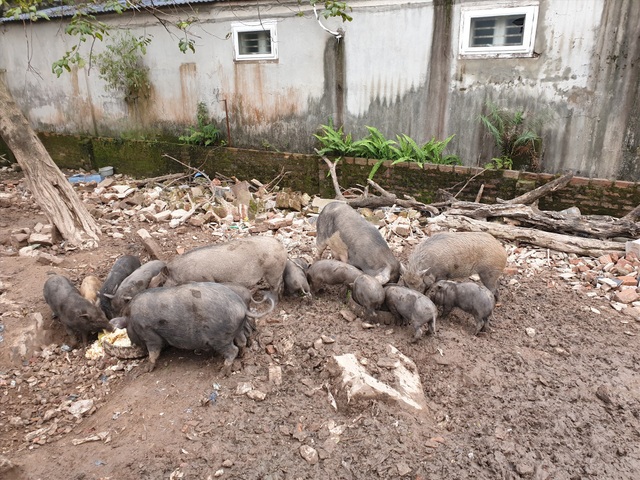 Ứng phó dịch Covid-19, dân Thủ đô rủ nhau nuôi lợn mán - 2 Ứng phó dịch Covid-19, dân Thủ đô rủ nhau nuôi lợn mán - 2