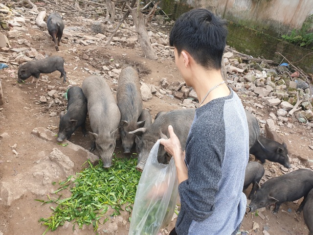 Ứng phó dịch Covid-19, dân Thủ đô rủ nhau nuôi lợn mán - 3 Ứng phó dịch Covid-19, dân Thủ đô rủ nhau nuôi lợn mán - 3