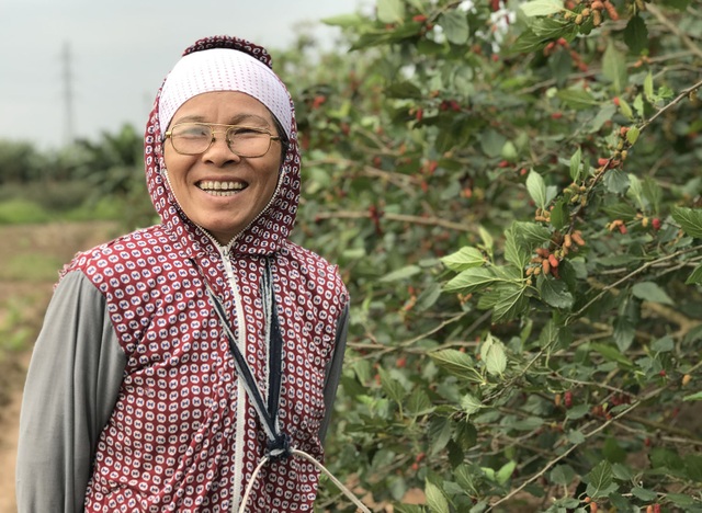 Hái dâu tằm hoa mắt đỏ tay, dân Hà Nội phấn khởi thu về bạc triệu - 10 Hái dâu tằm hoa mắt đỏ tay, dân Hà Nội phấn khởi thu về bạc triệu - 10