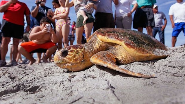 Tại sao nhựa là một điểm thu hút chết người đối với rùa biển? - 1