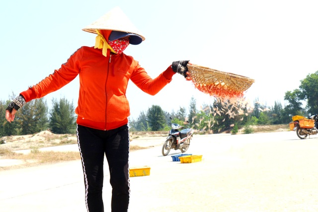 Ngư dân Quảng Nam trúng mùa ruốc biển - 10 Ngư dân Quảng Nam trúng mùa ruốc biển - 10