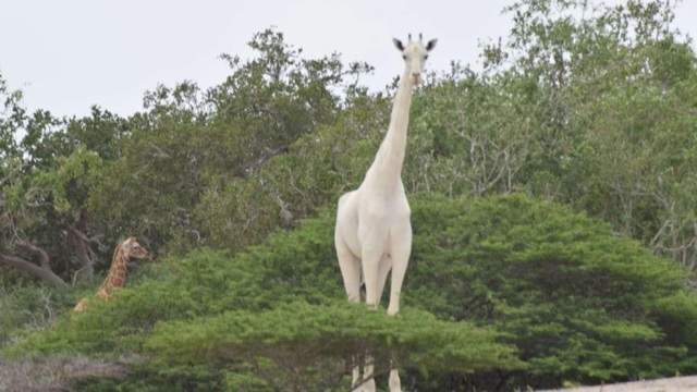 Hươu cao cổ trắng cực hiếm bị giết bởi nạn săn trộm ở Kenya - 1 Hươu cao cổ trắng cực hiếm bị giết bởi nạn săn trộm ở Kenya - 1