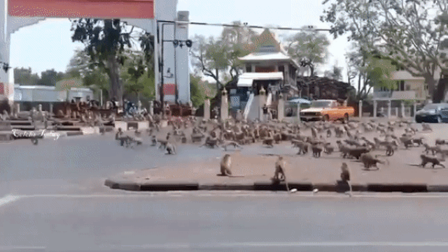 Hàng trăm con khỉ đói tràn ra đường vì thiếu ăn - 1 Hàng trăm con khỉ đói tràn ra đường vì thiếu ăn - 1