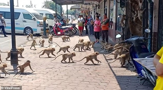 Hàng trăm con khỉ đói tràn ra đường vì thiếu ăn - 4 Hàng trăm con khỉ đói tràn ra đường vì thiếu ăn - 4