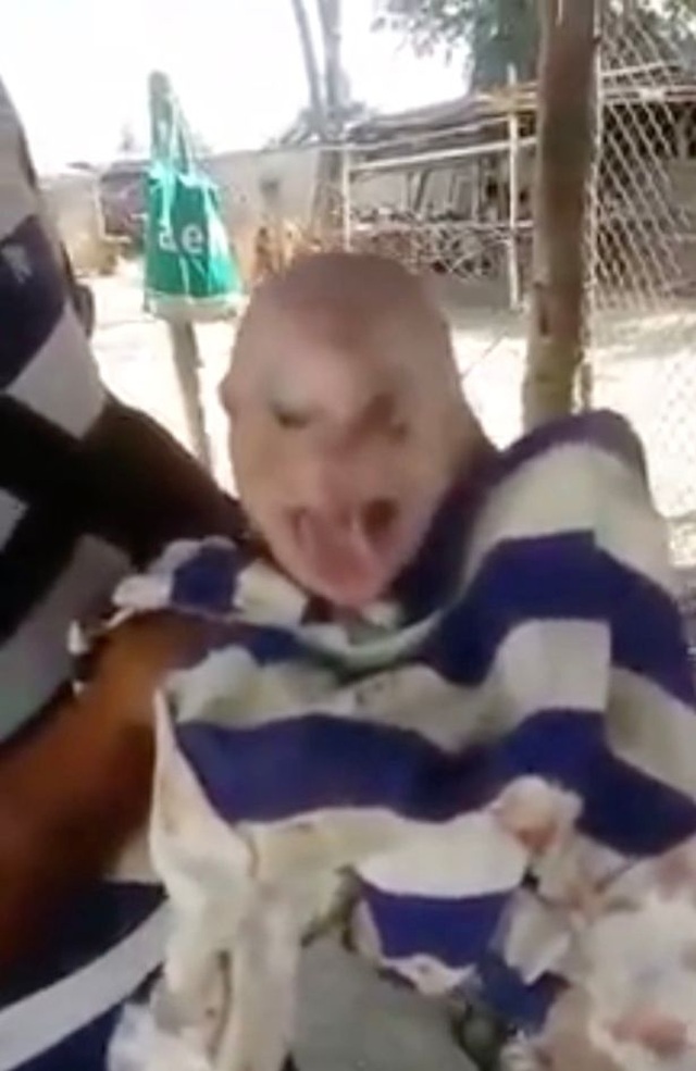 Heo đột biến mặt người ra đời ở Venezuela