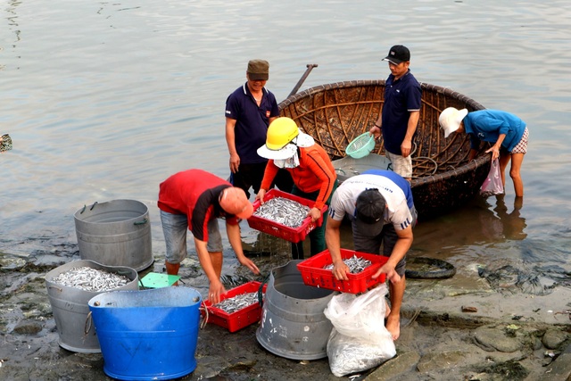 Ngư dân Quảng Nam được mùa cá cơm - 10 Ngư dân Quảng Nam được mùa cá cơm - 10