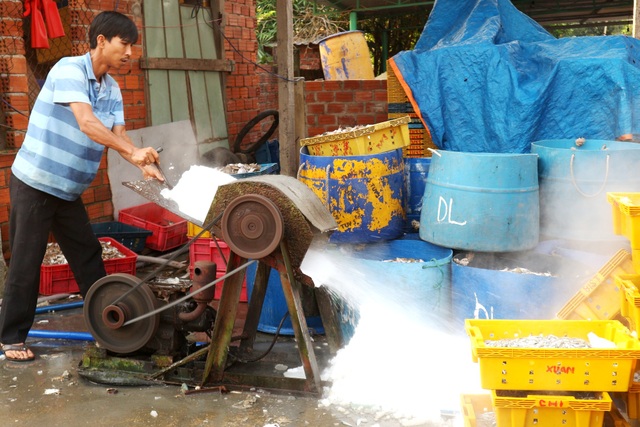 Ngư dân Quảng Nam được mùa cá cơm - 12 Ngư dân Quảng Nam được mùa cá cơm - 12