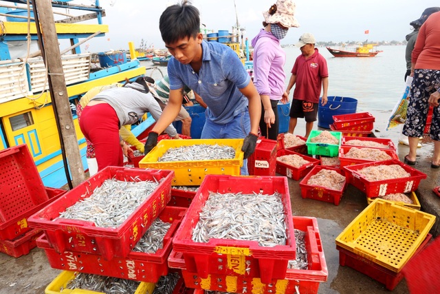 Ngư dân Quảng Nam được mùa cá cơm - 6 Ngư dân Quảng Nam được mùa cá cơm - 6