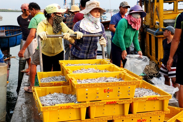 Ngư dân Quảng Nam được mùa cá cơm - 7 Ngư dân Quảng Nam được mùa cá cơm - 7