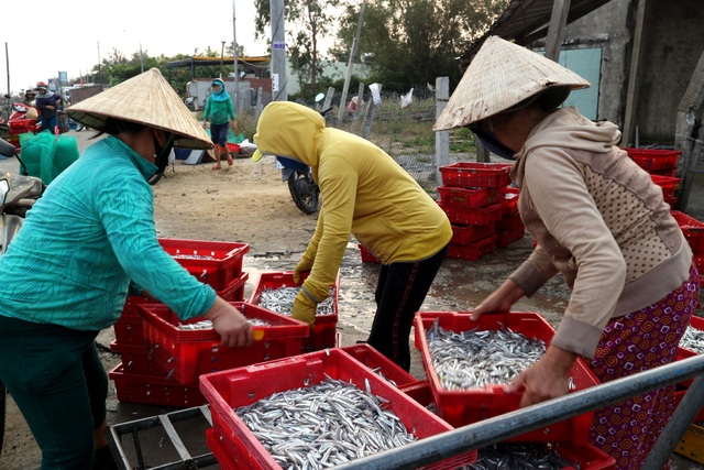 Ngư dân Quảng Nam được mùa cá cơm - 9 Ngư dân Quảng Nam được mùa cá cơm - 9