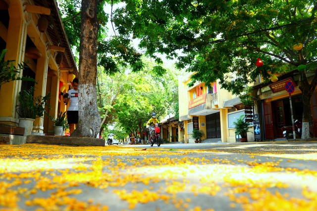 Hoa sưa nở vàng rực phố cổ giữa mùa dịch Covid-19 - 1 Hoa sưa nở vàng rực phố cổ giữa mùa dịch Covid-19 - 1
