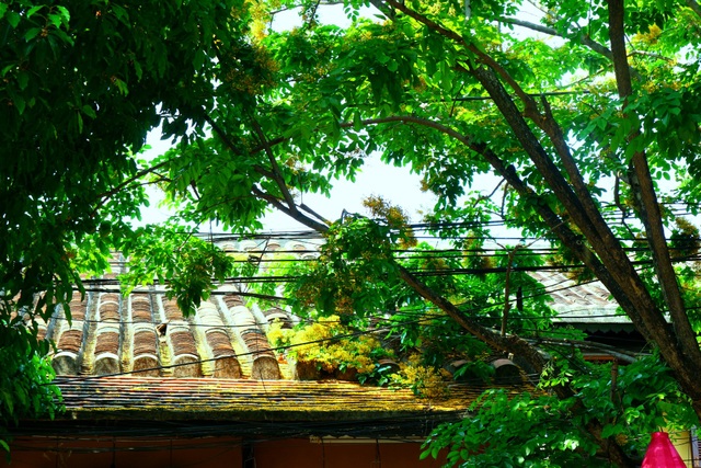 Hoa sưa nở vàng rực phố cổ giữa mùa dịch Covid-19 - 10 Hoa sưa nở vàng rực phố cổ giữa mùa dịch Covid-19 - 10