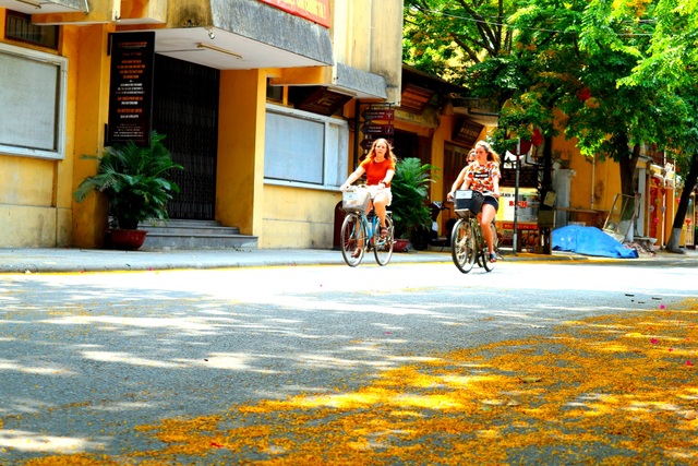Hoa sưa nở vàng rực phố cổ giữa mùa dịch Covid-19 - 5 Hoa sưa nở vàng rực phố cổ giữa mùa dịch Covid-19 - 5