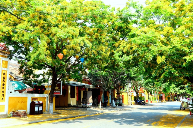 Hoa sưa nở vàng rực phố cổ giữa mùa dịch Covid-19 - 6 Hoa sưa nở vàng rực phố cổ giữa mùa dịch Covid-19 - 6