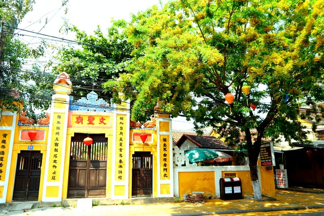Hoa sưa nở vàng rực phố cổ giữa mùa dịch Covid-19 - 7 Hoa sưa nở vàng rực phố cổ giữa mùa dịch Covid-19 - 7