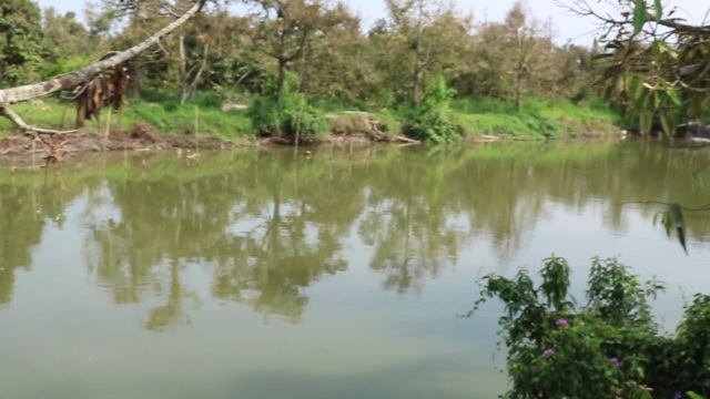 Hạn mặn khốc liệt, tìm cách cứu vườn sầu riêng của người dân - 2 Hạn mặn khốc liệt, tìm cách cứu vườn sầu riêng của người dân - 2