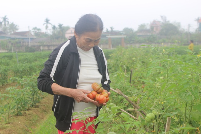 Lắp mắt thần canh giữ ruộng rau! - 3 Lắp mắt thần canh giữ ruộng rau! - 3