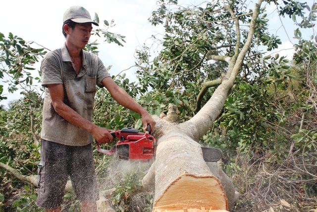 Nông dân ngậm ngùi chặt bỏ vườn cây trăm triệu - 2 Nông dân ngậm ngùi chặt bỏ vườn cây trăm triệu - 2