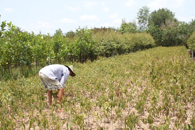 Nông dân ngậm ngùi chặt bỏ vườn cây trăm triệu - 1 Nông dân ngậm ngùi chặt bỏ vườn cây trăm triệu - 1