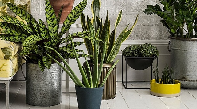 Bất ngờ chiêu độc kiến tạo không gian làm việc ở nhà tránh dịch Covid-19 - 6 Bất ngờ chiêu độc kiến tạo không gian làm việc ở nhà tránh dịch Covid-19 - 6