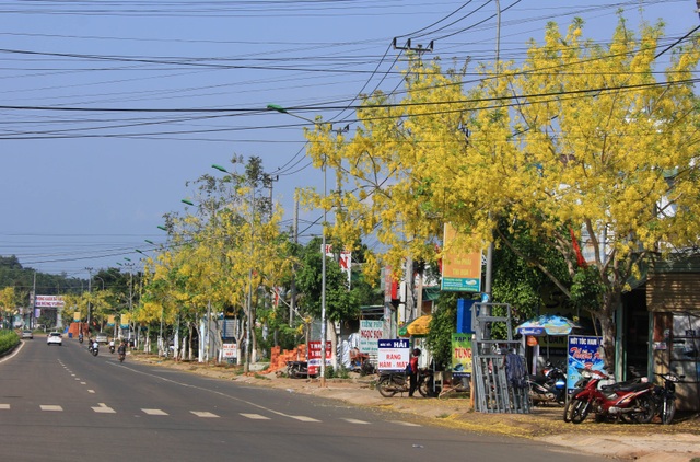 Thành phố trẻ nhất Tây Nguyên rực rỡ sắc vàng của hoa osaka - 1