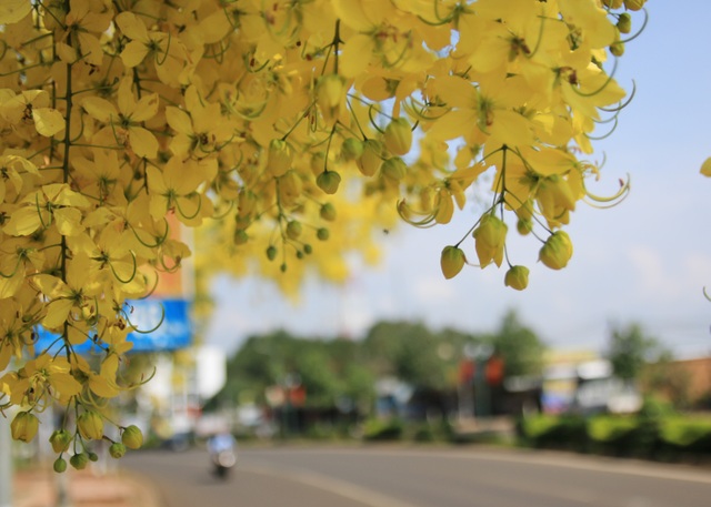 Thành phố trẻ nhất Tây Nguyên rực rỡ sắc vàng của hoa osaka - 7