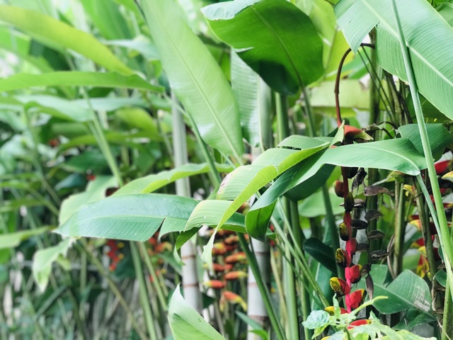 Chàng trai tự tay thiết kế nhà vườn vạn người mê cho gia đình 4 thế hệ - 11 Chàng trai tự tay thiết kế nhà vườn vạn người mê cho gia đình 4 thế hệ - 11