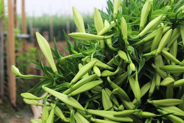Hoa loa kèn khoe sắc trắng tinh khôi, gọi tháng 4 vào phố - 2 Hoa loa kèn khoe sắc trắng tinh khôi, gọi tháng 4 vào phố - 2