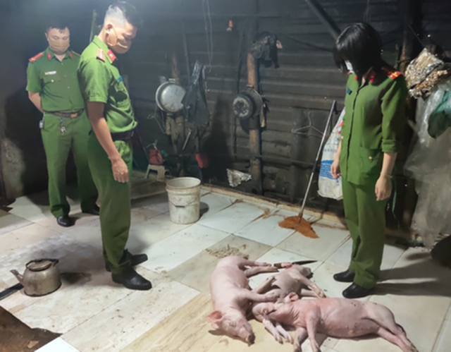 Phát hiện cơ sở mua lợn chết chế biến bán cho khách - 1