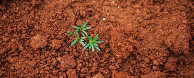 Đất có thể hấp thụ 5,5 tỷ tấn carbon dioxide hàng năm - 1 Đất có thể hấp thụ 5,5 tỷ tấn carbon dioxide hàng năm - 1