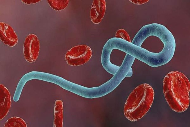 Biến virus chết người trở thành đồng minh trong cuộc chiến chống ung thư - 2 Biến virus chết người trở thành đồng minh trong cuộc chiến chống ung thư - 2
