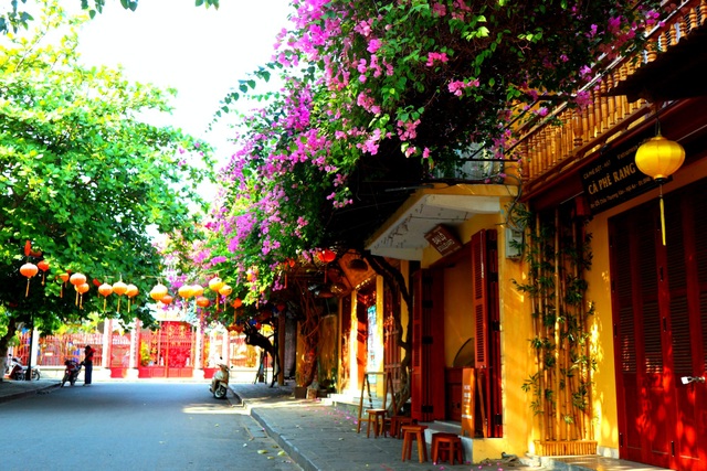Hoa giấy rực rỡ phố cổ Hội An giữa mùa dịch Covid-19 - 6 Hoa giấy rực rỡ phố cổ Hội An giữa mùa dịch Covid-19 - 6