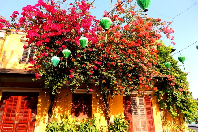 Hoa giấy rực rỡ phố cổ Hội An giữa mùa dịch Covid-19 - 8 Hoa giấy rực rỡ phố cổ Hội An giữa mùa dịch Covid-19 - 8