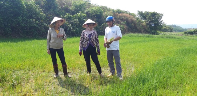 Thủy điện chặn dòng, hàng trăm héc ta hoa màu nguy cơ chết khô - 2