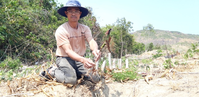 Thủy điện chặn dòng, hàng trăm héc ta hoa màu nguy cơ chết khô - 3