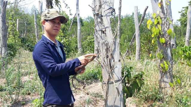 Thủy điện chặn dòng, hàng trăm héc ta hoa màu nguy cơ chết khô - 4