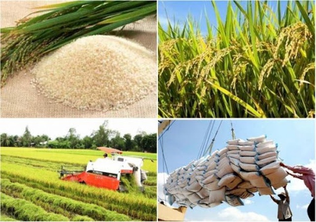 DỰ ÁN LIÊN KẾT SẢN XUẤT LÚA GẠO ĐẶC SẢN AN TOÀN , HƯU CƠ CÓ GIÁ TRỊ KINH TẾ CAO HUYỆN PHÚ LƯƠNG 1 - A THÁI NGUYÊN 10 Bộ Nông nghiệp nỗ lực đảm bảo kế hoạch sản xuất lúa gạo mùa dịch | Báo Dân trí