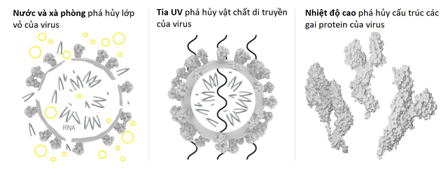 Cấu trúc của virus SARS-CoV-2 cho biết điều gì về điểm mạnh yếu của nó? - 4
