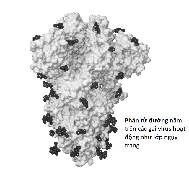 Cấu trúc của virus SARS-CoV-2 cho biết điều gì về điểm mạnh yếu của nó? - 2