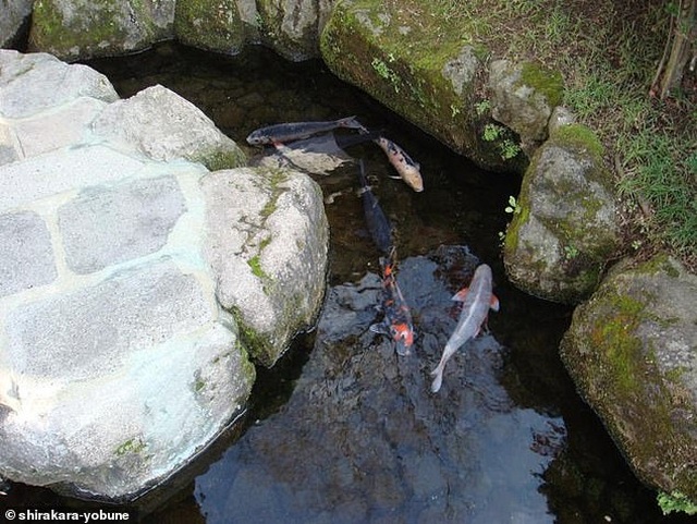 Nhật Bản hút khách nhờ những đàn cá Koi bơi trong cống thoát nước - 3