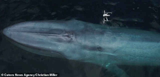 Cá voi xanh “hắt hơi” chao đảo cả máy bay chưa người lái - 4
