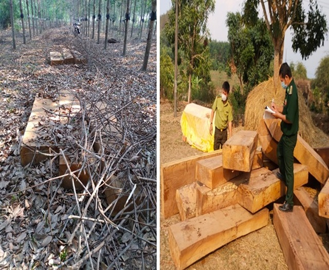 Liên tiếp phát hiện nhiều vụ tàng trữ gỗ lậu lớn tại huyện biên giới - 1 Liên tiếp phát hiện nhiều vụ tàng trữ gỗ lậu lớn tại huyện biên giới - 1