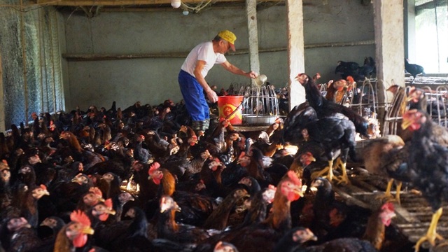 Người chăn nuôi “điêu đứng” vì giá gà thịt giảm chưa từng có - 1 Người chăn nuôi “điêu đứng” vì giá gà thịt giảm chưa từng có - 1