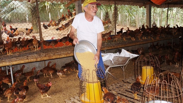 Người chăn nuôi “điêu đứng” vì giá gà thịt  giảm chưa từng có - 3