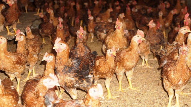 Người chăn nuôi “điêu đứng” vì giá gà thịt  giảm chưa từng có - 5